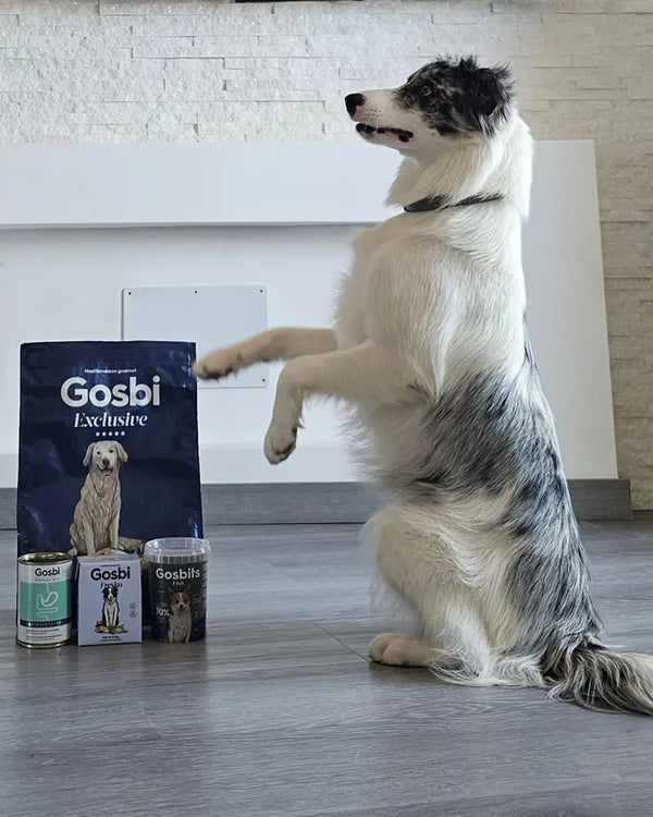 Perro con lata Gosbi Plaisirs