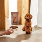 Exclusive Dog Puppy Mini Chicken - foto 3