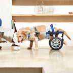 Exclusive Dog Senior Mini Chicken - foto 3